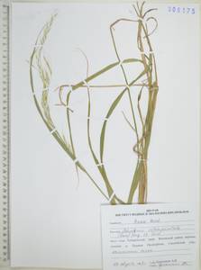 Чий пекинский (Hance) Ohwi, Сибирь, Дальний Восток (S6) (Россия)