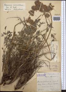 Hedysarum cumuschtanicum Sultanova, Средняя Азия и Казахстан, Западный Тянь-Шань и Каратау (M3) (Казахстан)