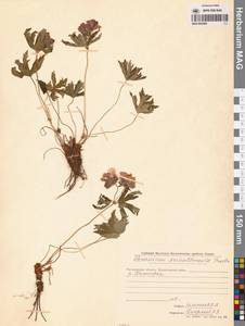 Герань волосистоцветковая DC., Сибирь, Чукотка и Камчатка (S7) (Россия)