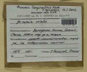 Grimmia longirostris Hook., Гербарий мохообразных, Мхи - Красноярский край, Тыва и Хакасия (B17) (Россия)