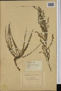 Seriphidium santonicum subsp. santonicum, Западная Европа (EUR)