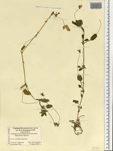 Фиалка трехцветная, Анютины глазки L., Восточная Европа, Средневолжский район (E8) (Россия)