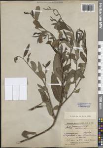 Ива белая, Ветла L., Кавказ, Азербайджан (K6) (Азербайджан)