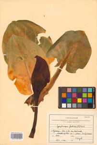 Связноплодник почколистный Schott ex Tzvelev, Сибирь, Дальний Восток (S6) (Россия)