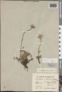 Archanthemis marschalliana subsp. pectinata (Boiss.) Lo Presti & Oberpr., Кавказ, Краснодарский край и Адыгея (K1a) (Россия)