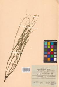 Истод узколистный Willd., Сибирь, Дальний Восток (S6) (Россия)