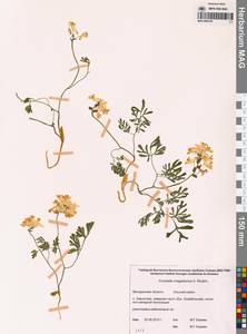 Хохлатка магаданская A.P.Khokhr., Сибирь, Чукотка и Камчатка (S7) (Россия)