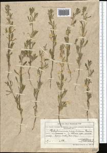 Delphinium rugulosum Boiss., Средняя Азия и Казахстан, Северный и Центральный Тянь-Шань (M4) (Казахстан)