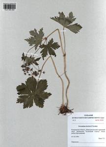 KUZ 000 204, Герань белоцветковая Ledeb., Сибирь, Алтай и Саяны (S2) (Россия)