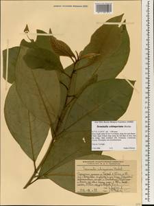 Terminalia schimperiana Hochst. ex Engl. & Diels, Африка (AFR) (Эфиопия)