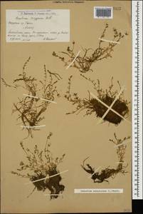 Диходон ясколковый (L.) Rchb., Кавказ, Армения (K5) (Армения)