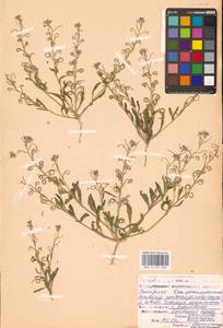 Новочеточник скрученный (Steph.) Hedge & J.Léonard, Восточная Европа, Нижневолжский район (E9) (Россия)