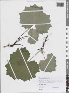 Мать-и-мачеха обыкновенная L., Сибирь, Западная Сибирь (S1) (Россия)