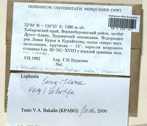 Lophozia longiflora (Nees) Schiffn., Гербарий мохообразных, Мхи - Дальний Восток (без Чукотки и Камчатки) (B20) (Россия)