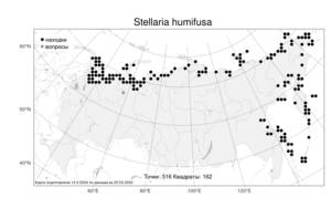 Stellaria humifusa, Звездчатка приземистая, Звездчатка простертая Rottb., Атлас флоры России (FLORUS) (Россия)