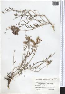 Hedysarum macranthum Freyn & Sint., Средняя Азия и Казахстан, Копетдаг, Бадхыз, Малый и Большой Балхан (M1) (Туркмения)