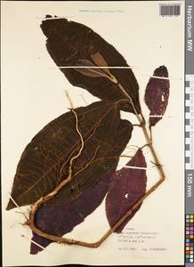 Magnoliopsida, Австралия и Океания (AUSTR) (Французская Полинезия)