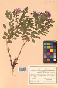 Копеечник копеечниковый (L.) Schinz & Thell., Сибирь, Дальний Восток (S6) (Россия)