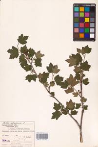 Смородина альпийская L., Восточная Европа, Западно-Украинский район (E13) (Украина)