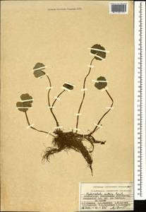 Hydrocotyle ranunculoides L. fil., Кавказ, Азербайджан (K6) (Азербайджан)