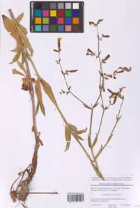 Дрема белая (Mill.) Greuter & Burdet, Восточная Европа, Московская область и Москва (E4a) (Россия)