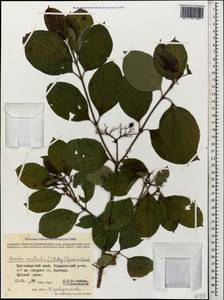 Свидина южная (C.A.Mey.) Jáv., Кавказ, Краснодарский край и Адыгея (K1a) (Россия)