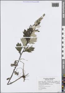 Полынь побегоносная (Maxim.) Kom., Сибирь, Дальний Восток (S6) (Россия)