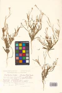 Двоякоплодник прямой (Fisch. ex M.Bieb.) Trautv., Средняя Азия и Казахстан, Прикаспийский Устюрт и Северное Приаралье (M8) (Казахстан)