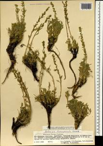 Artemisia pycnorrhiza Ledeb., Монголия (MONG) (Монголия)