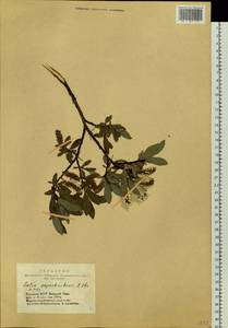 Ива Сапожникова A.K.Skvortsov, Сибирь, Алтай и Саяны (S2) (Россия)