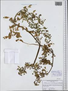 Helosciadium nodiflorum subsp. nodiflorum, Западная Европа (EUR) (Италия)