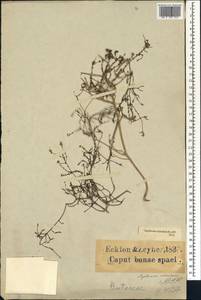 Agathosma orbicularis (Thunb.) Bartl. & H. L. Wendl., Африка (AFR) (ЮАР)