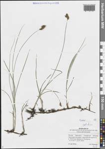 Осока колхидская J.Gay, Восточная Европа, Средневолжский район (E8) (Россия)