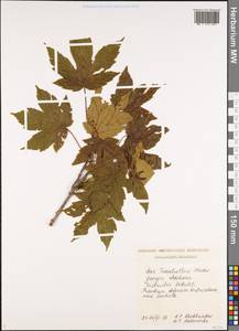 Acer heldreichii subsp. trautvetteri (Medw.) A.E.Murray, Кавказ, Грузия (K4) (Грузия)