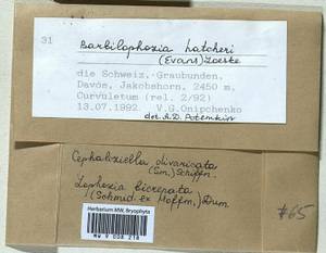 Barbilophozia hatcheri (A. Evans) Loeske, Гербарий мохообразных, Мхи - Западная Европа (BEu) (Швейцария)