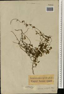 Ipomoea ×multifida (Raf.) Shinners, Африка (AFR) (ЮАР)