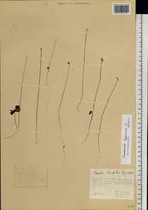 Coptidium lapponicum (L.) Á. Löve & D. Löve, Сибирь, Дальний Восток (S6) (Россия)