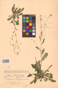 Резушка песчаная, Резуховидка песчаная (L.) Lawalrée, Восточная Европа, Белоруссия (E3a) (Белоруссия)