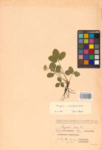 Земляника зеленая, Полуница Duchesne, Восточная Европа, Нижневолжский район (E9) (Россия)