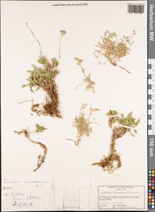 Cerastium tomentosum L., Западная Европа (EUR) (Италия)