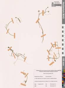 Лютик Гмелина DC., Сибирь, Чукотка и Камчатка (S7) (Россия)