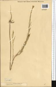 Желтушник белоцветковый (Stephan) B. Fedtsch., Средняя Азия и Казахстан, Джунгарский Алатау и Тарбагатай (M5) (Казахстан)