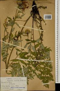 Псефеллюс подбеленный (Willd.) C. Koch, Кавказ, Армения (K5) (Армения)