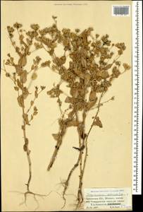 Володушка круглолистная L., Кавказ, Грузия (K4) (Грузия)