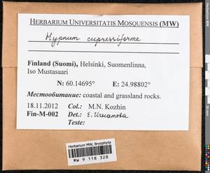 Hypnum cupressiforme Hedw., Гербарий мохообразных, Мхи - Западная Европа (BEu) (Финляндия)