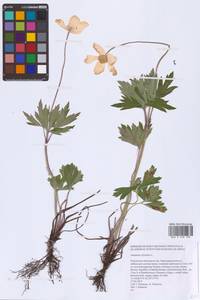 Ветреница лесная L., Восточная Европа, Восточный район (E10) (Россия)