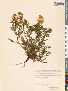 Хохлатка прекрасная Maxim., Сибирь, Дальний Восток (S6) (Россия)