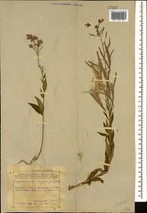 Иван-чай узколистный (L.) Scop., Кавказ, Азербайджан (K6) (Азербайджан)