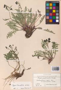 Crepidiastrum tenuifolium (Willd.) Sennikov, Сибирь, Дальний Восток (S6) (Россия)