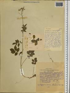 Сердечник крупнолистный Willd., Сибирь, Алтай и Саяны (S2) (Россия)